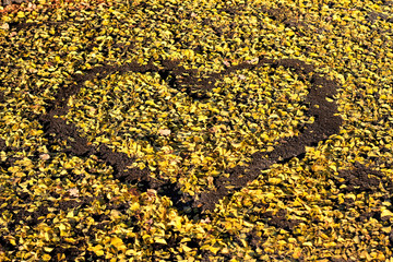 Yellow autumn leaves on pavement in a shape of heart