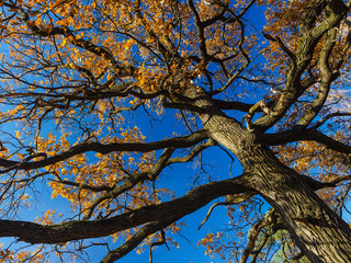 Oak trunk and branches