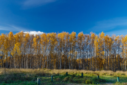 Fototapeta Golden birch wood