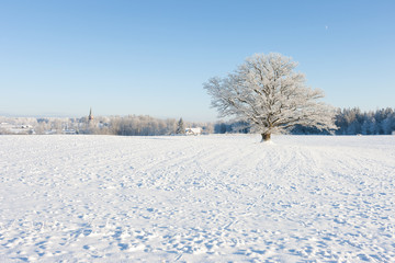 Old oak in hoarfrost against the blue sky and the church