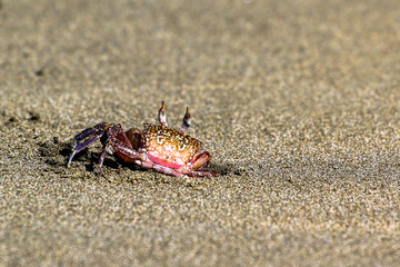 Crab