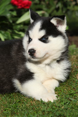 Amazing siberian husky lying in front of red flowers