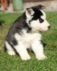 Amazing puppy of siberian husky sitting in the garden