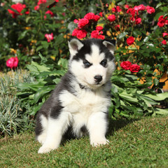 Nice siberian husky puppy in the garden
