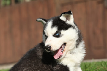Nice siberian husky puppy in the garden
