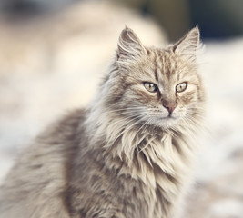 Beautiful Cat