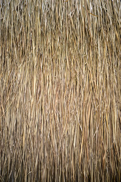 thatch roof