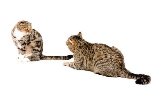 Courtship cats