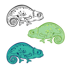 Set of chameleon isolated on white background. Hand drawn vector
