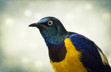 Golden-breasted starling