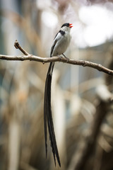 Pin-tailed whydah