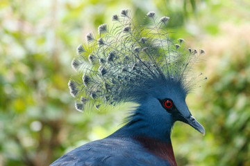 Obraz premium Victoria crowned pigeon-Goura victoria