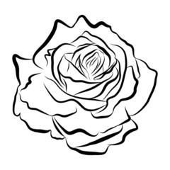 Sketch line drawing of rose isolated illustration