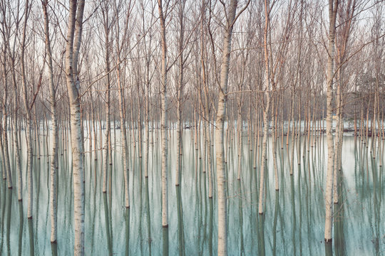 Fototapeta Birches in flooded countryside, natural pattern