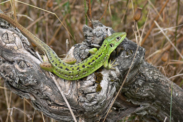 Ramarro occidentale (Lacerta bilineata)