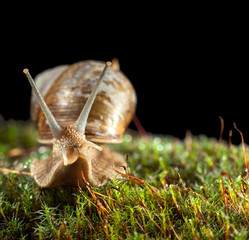 Snail portrait