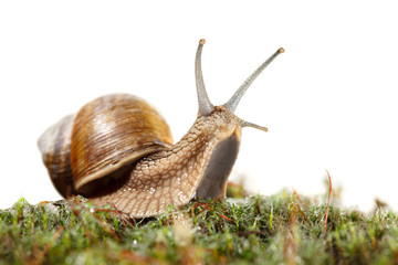 Snail looking from moss