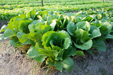 Butterhead Lettuce growed organic vegetables