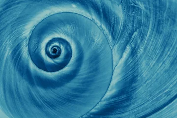 Fotobehang Blue snail spiral © J.C.Salvadores