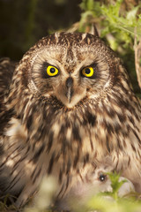 Campestre owl (Asio flammeus), free