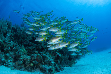 Fototapeta na wymiar Fish Schooling in Caribbean