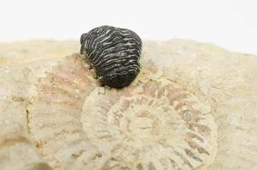 winzige Fossilien (Trilobit, Ammonit) - obrazy, fototapety, plakaty