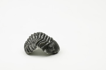 Trilobit aus Marokko (seitlich)