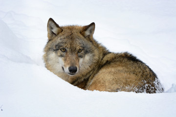 Wolf im Schnee