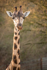 giraffe neugirig