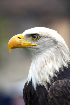 A beautiful american white-headed eagle