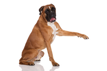 german boxer dog pointing with his paw - obrazy, fototapety, plakaty