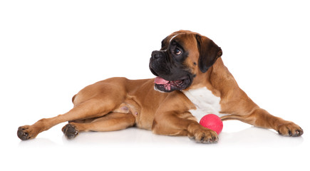 red german boxer dog with a ball