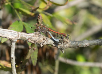 Reproduction des libellules © Marylène