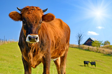 Cute cow in a pasture on a sunny day on a background of meadow a