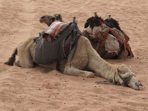 Sleeping camel
