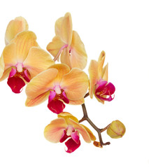 Obraz na płótnie Canvas orange orchid branch