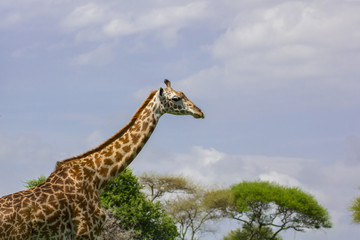 Girafe seule