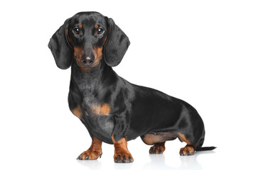 Miniature dachshund - 75757422