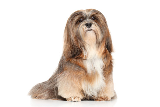 Lhasa apso dog images cheap