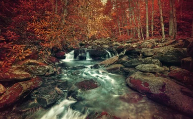 Zelfklevend Fotobehang Autumn stream © Kevin Carden