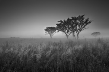 Fototapeta na wymiar Cold cloudless morning sunrise with trees, grass and fog in arti