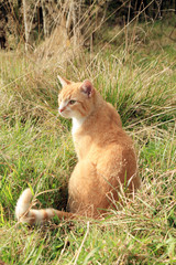 Ginger cats playing on meadow. Sunny summer day