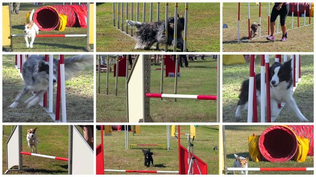 dog agility race montage