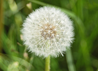 Close-up of dandelion seed on green background
