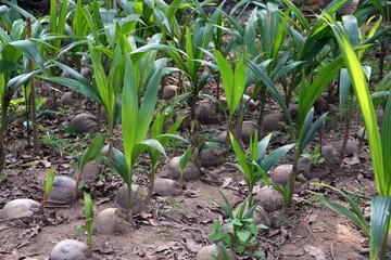 The sprouted coco fruits