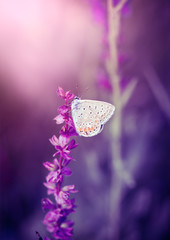Butterfly on the wild flower