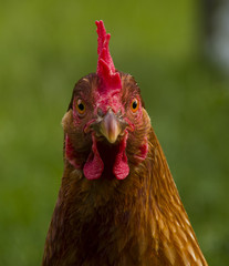 Close up of hen head