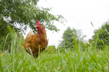 Free range hen from ground level with copyspace