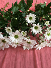 White daisies on a salmon colored blanket