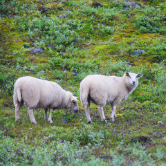 Herd flock of icelandic sheep lamb walking pasture in the meadow